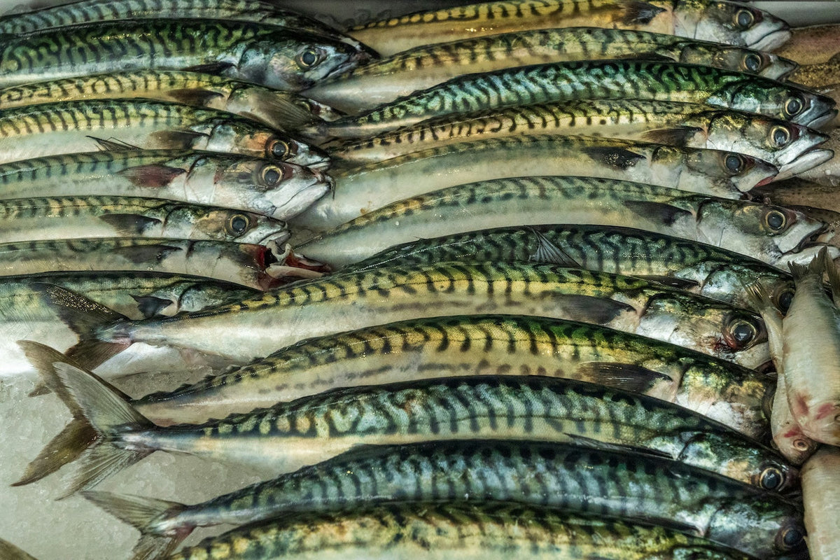 Atlantic mackerel on ice